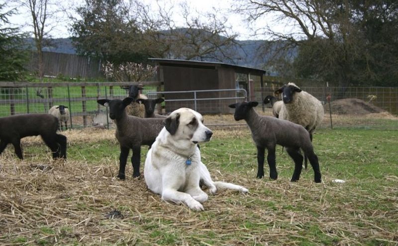 Anatolian Shepherd