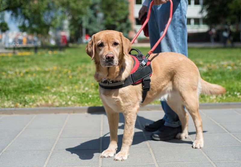 Labrador Retriever