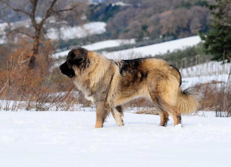 Caucasian Shepherd