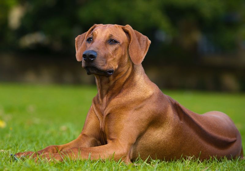 Rhodesian Ridgebacks: The Lion-Hearted Companions