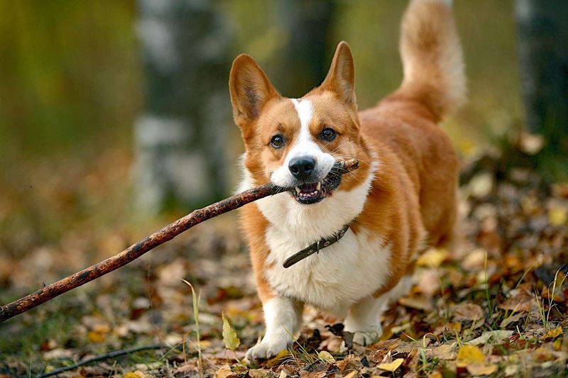 Cardigan Welsh Corgi: The Low-Rider Listener