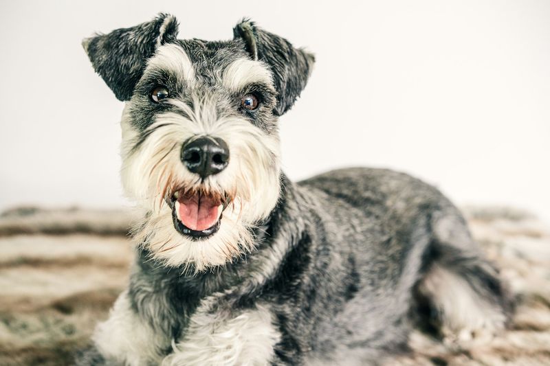 Schnauzer: The Watchful Strategist