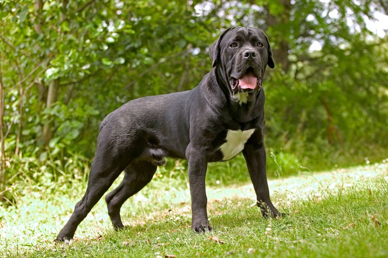 Cane Corso: The Gentle Giant With Attitude