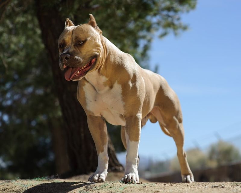 Pit Bull