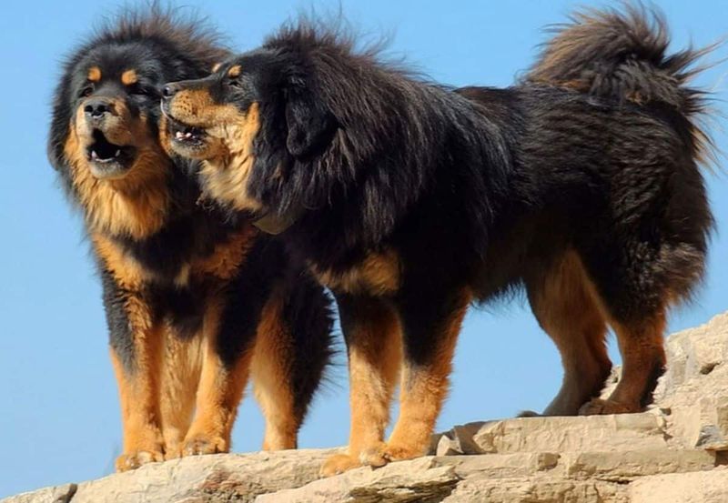 Tibetan Mastiff