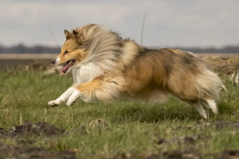 Shetland Sheepdog