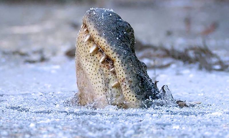 Cold-Blooded Survivors
