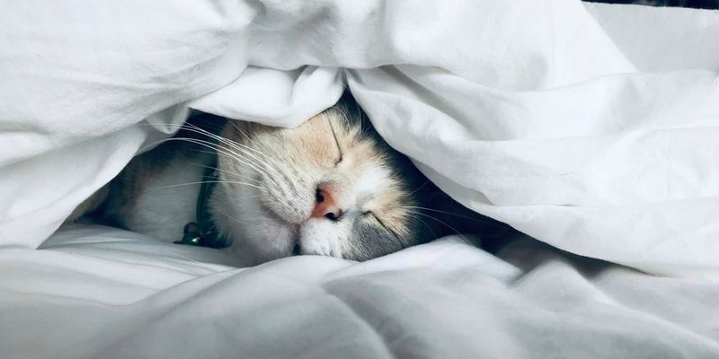 Regular Deep Sleep Cycles
