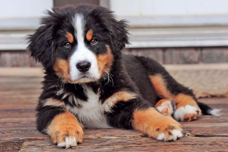 Puppies Can Get Hiccups