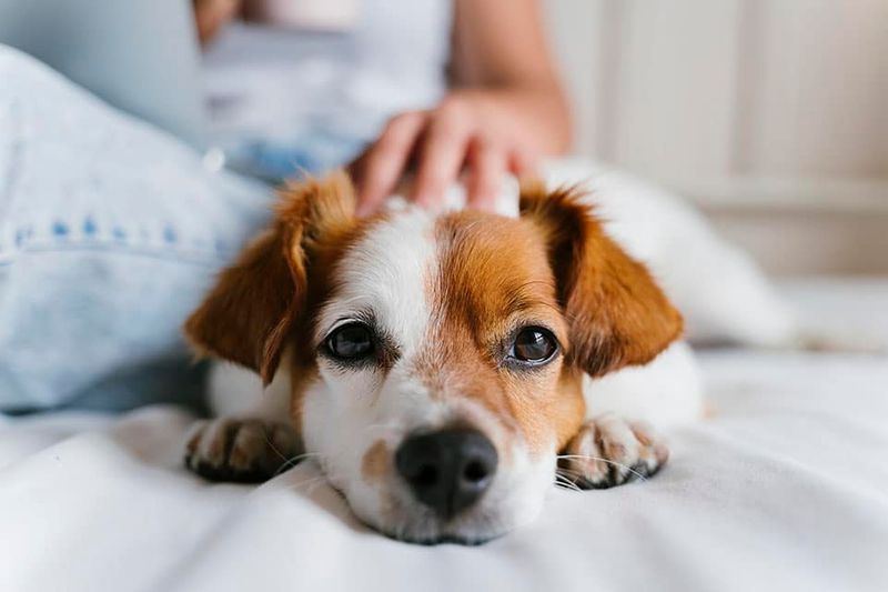 The Gentle Sigh