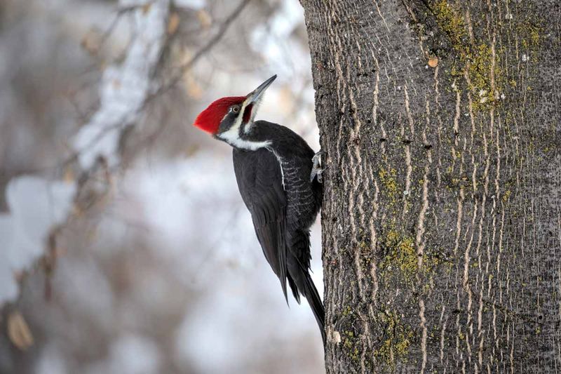 Pileated Woodpecker