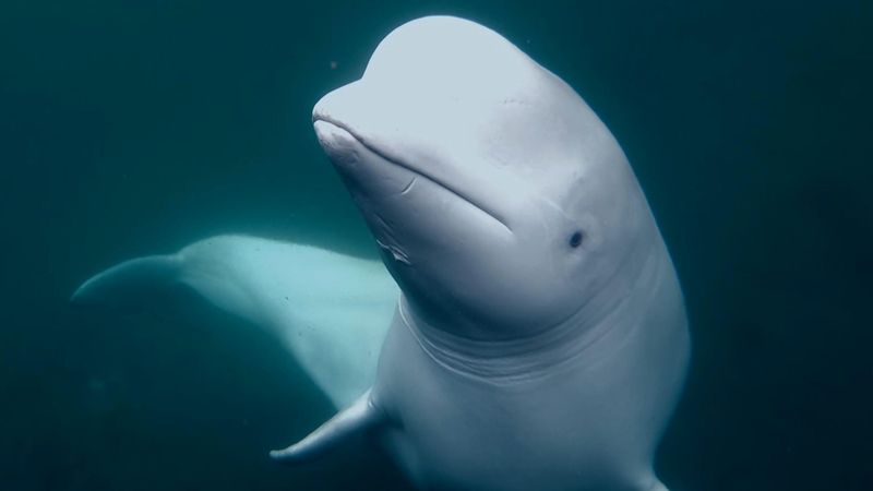 Beluga Whale
