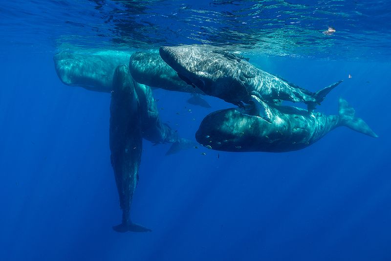Sperm Whale