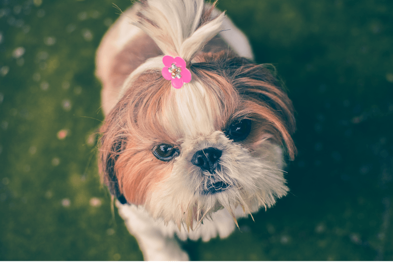 Shih Tzu
