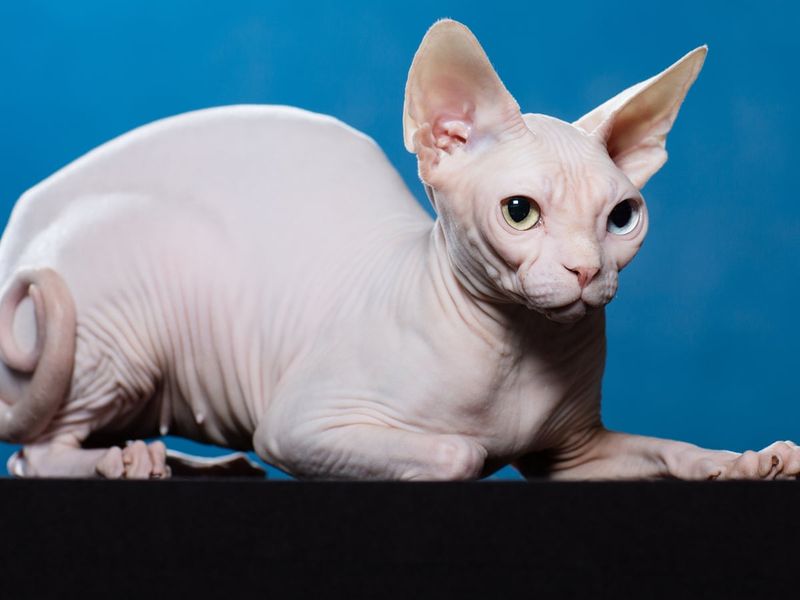 Sphynx