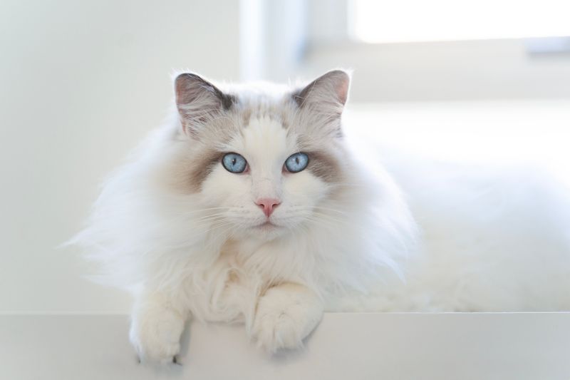 Ragdoll Cats