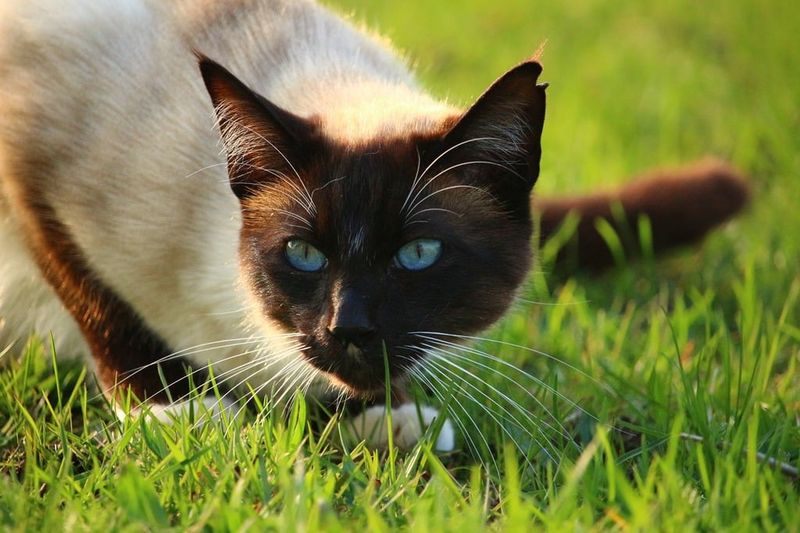 Siamese - The Vocal Explorer