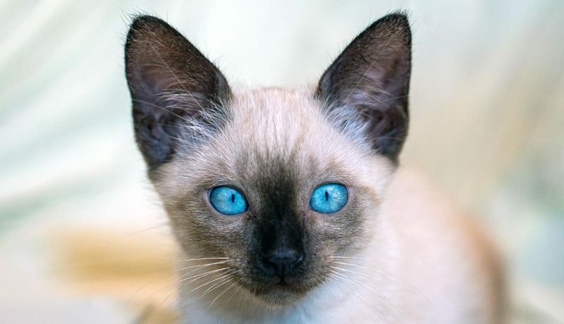 Siamese: The Vocal Intellectual