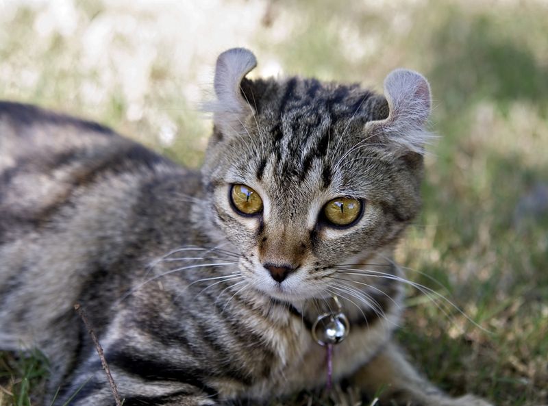 Highlander: Lynx Inspiration