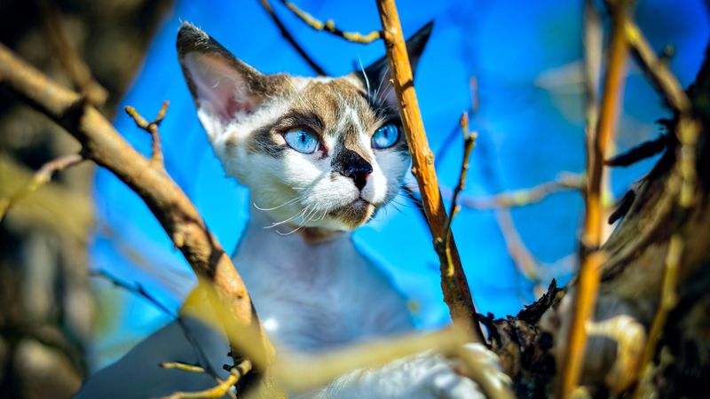 Siamese: The Vocal Rebel