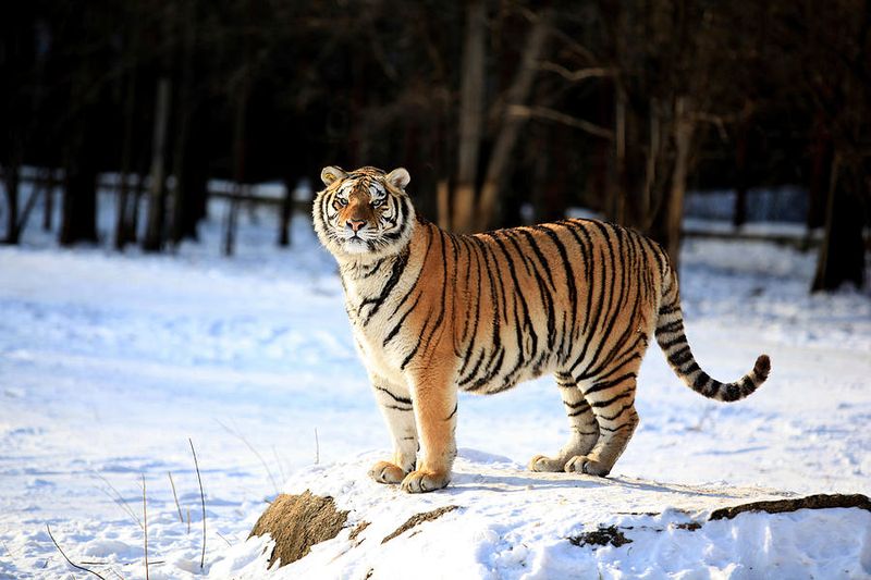 Siberian Tiger