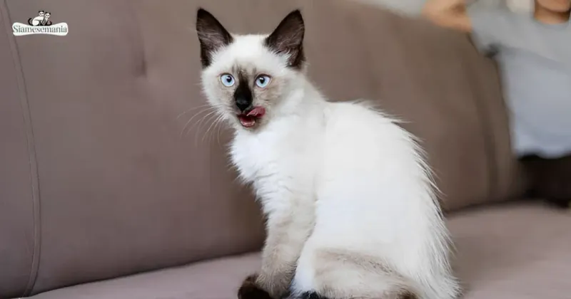 Siamese: Vocal Critics Of Everything You Do