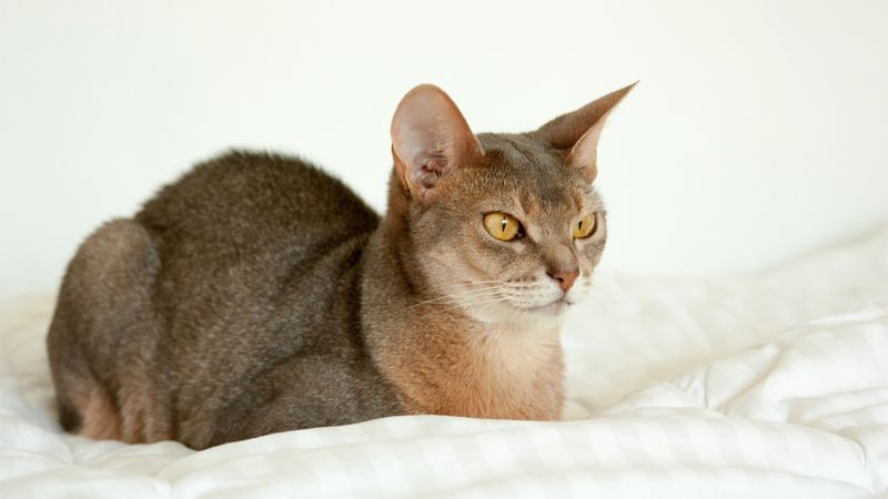 Abyssinian