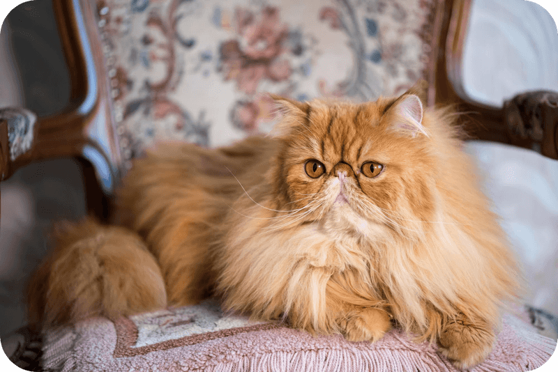 Persian