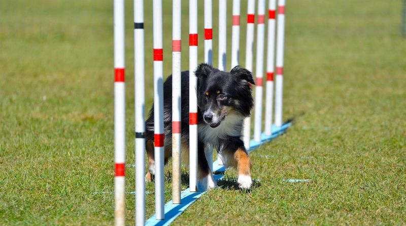 Miniature American Shepherd