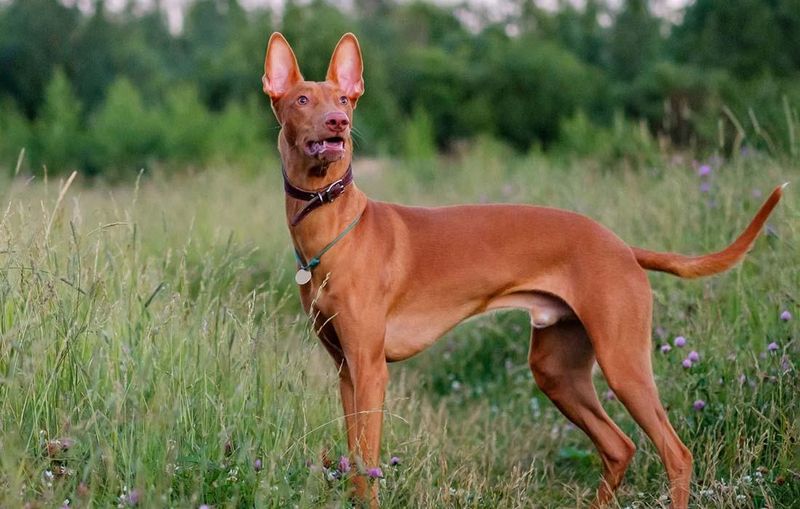 Pharaoh Hound
