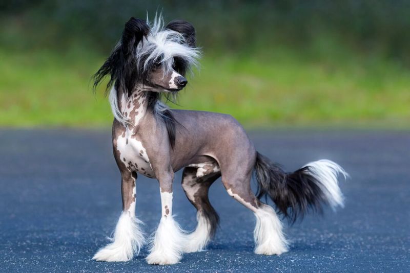 Chinese Crested's Punk Rock Vibe