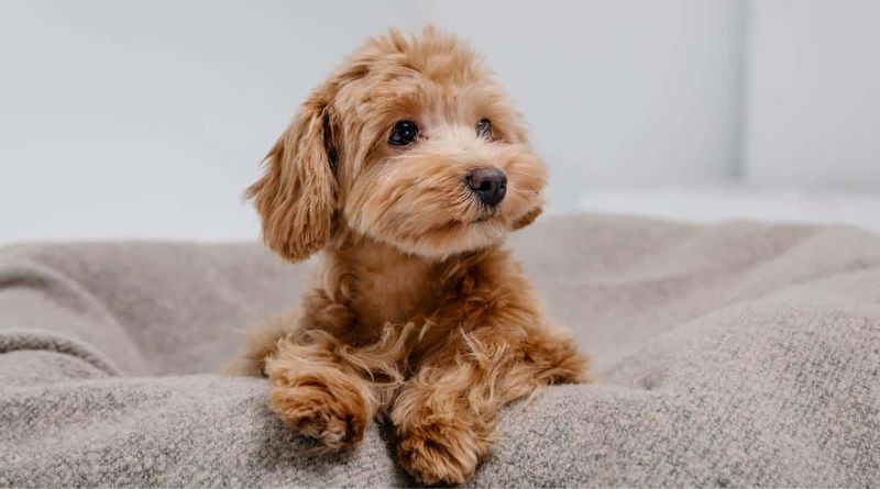 Maltipoo