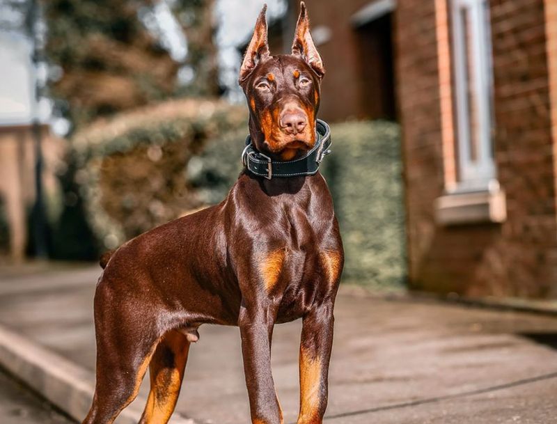 Doberman Pinscher