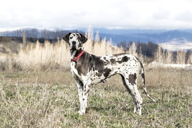 Great Dane