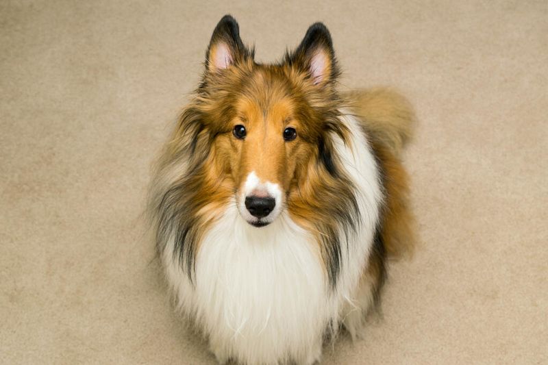Collie