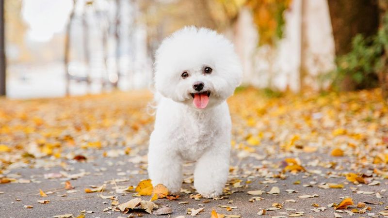 Bichon Frise