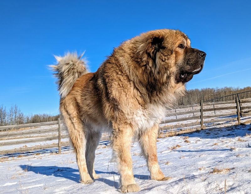 Caucasian Shepherd Dog