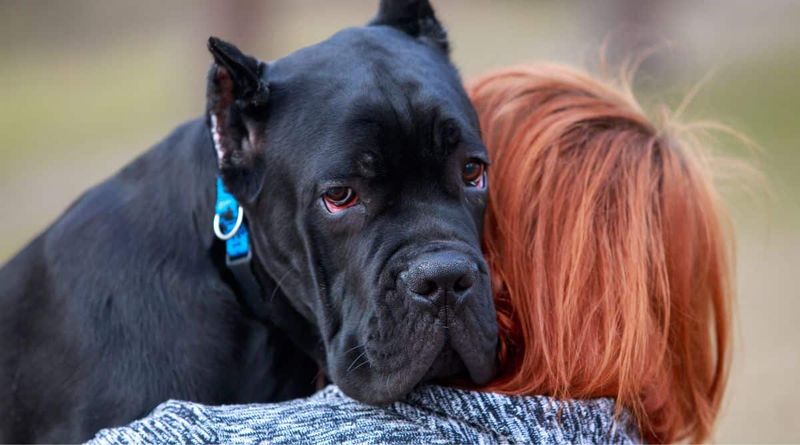 Cane Corso: Italian Protectors With Extended Youth