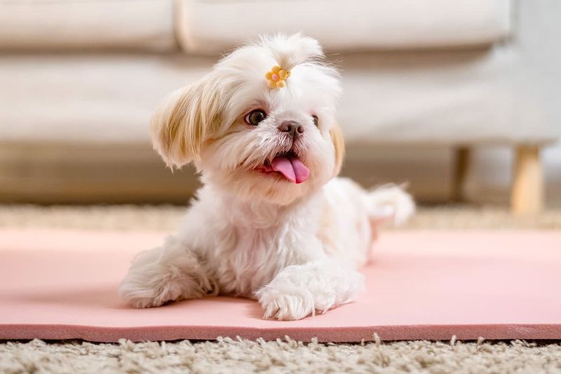 Shih Tzu - Imperial Serenity