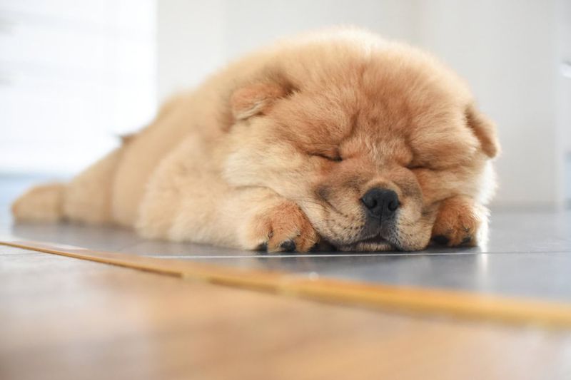 Chow Chow: Fluffy Hibernators