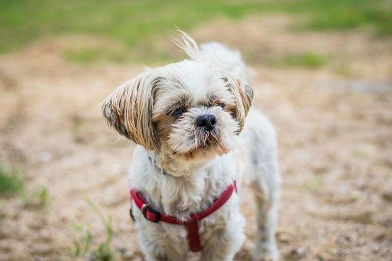 Shih Tzu: Born For Embraces