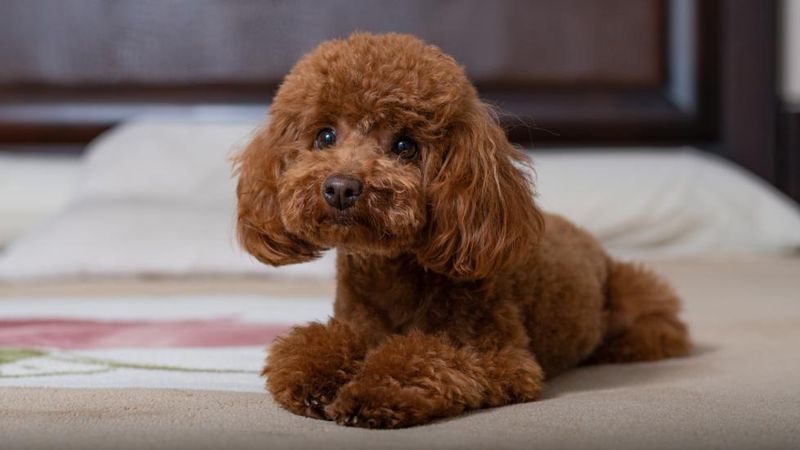 Poodle: The Intelligent Emotional Detective
