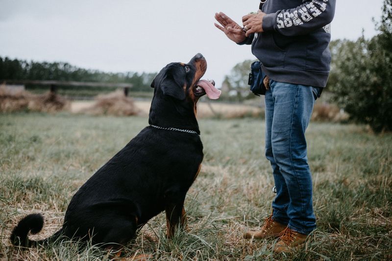 Rottweiler: The Intention Reader