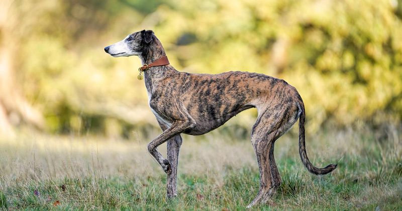 Greyhound: The Gentle Speedster