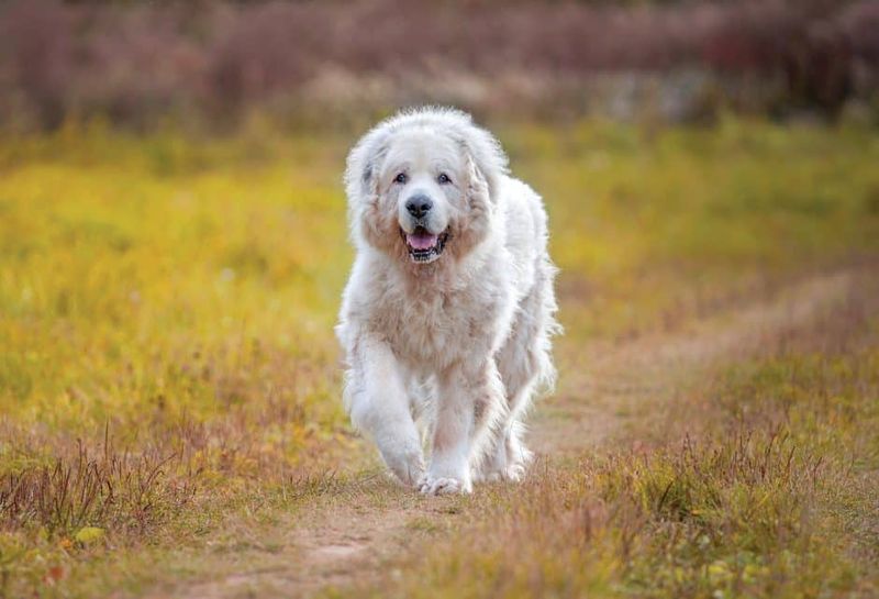 Great Pyrenees: The Majestic Flock Guardians