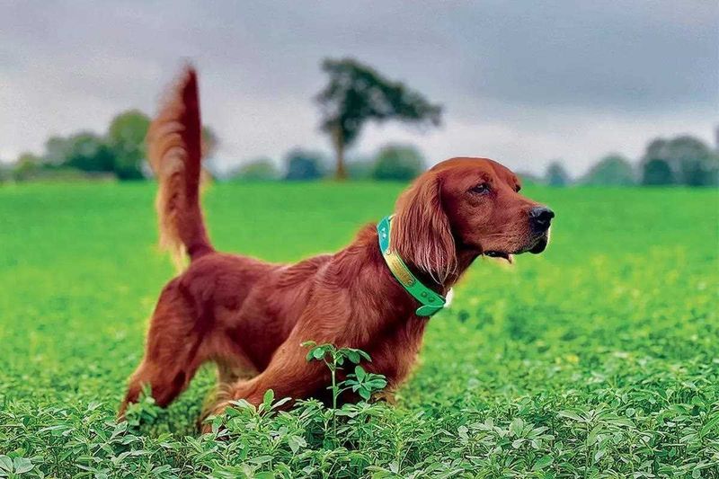 Irish Setters: Red-Headed Sweethearts