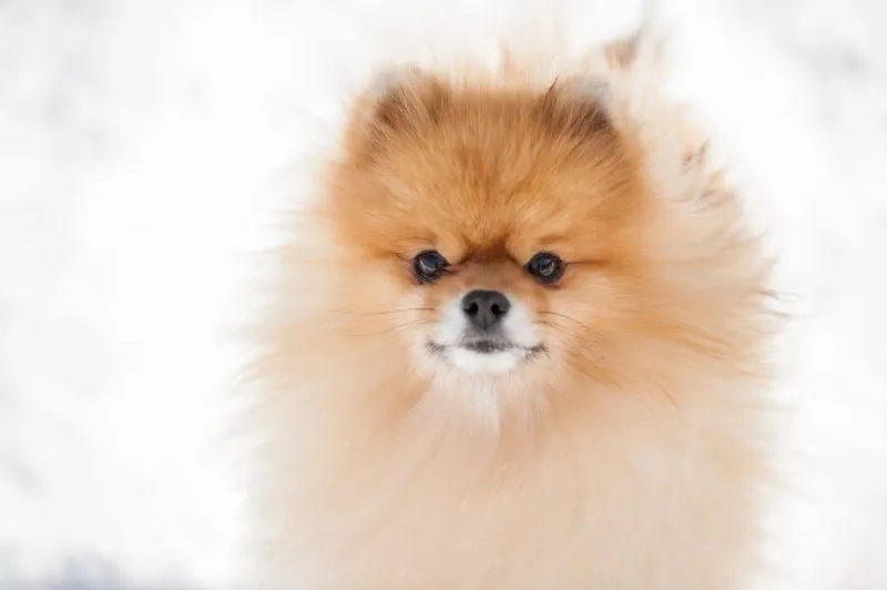 Pomeranians: Mighty Spirits In Tiny Bodies