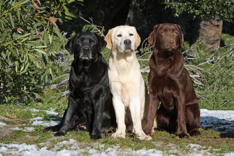 Labrador Retrievers: The Cheerful Companions