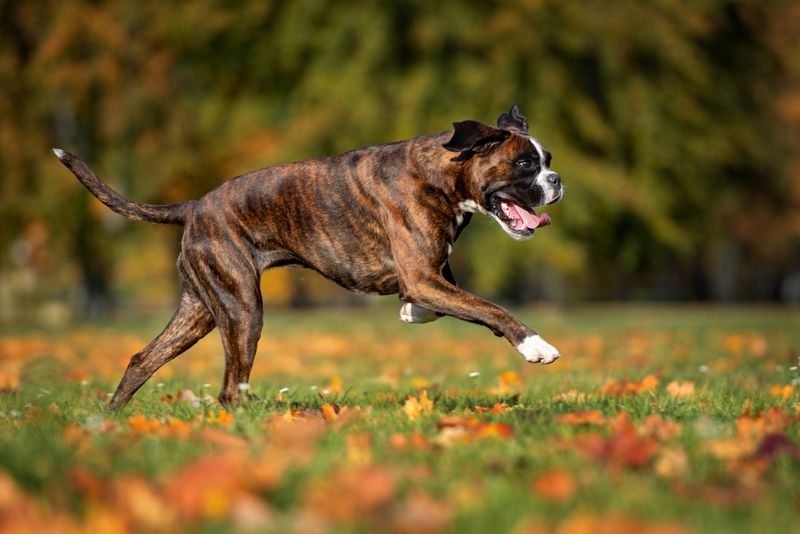 Boxers: The Playful Soldiers