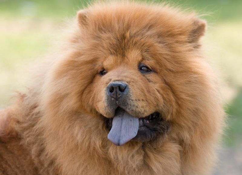 Chow Chows